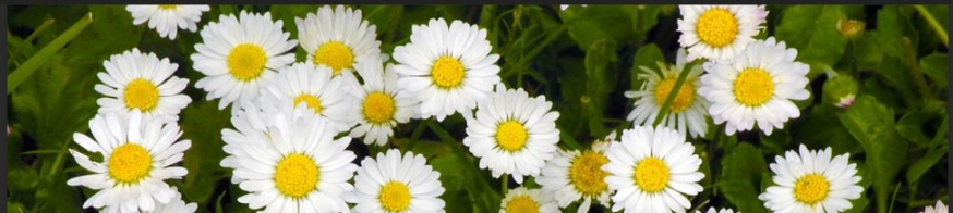 ASSM Gymnastique Artistique